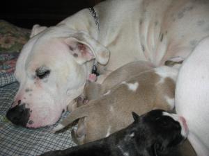 Purbredpitbullpuppies